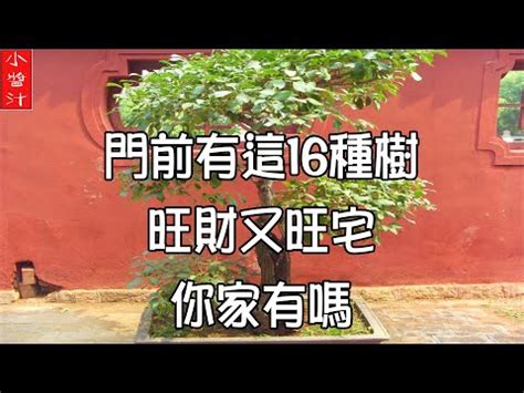 龍眼樹風水